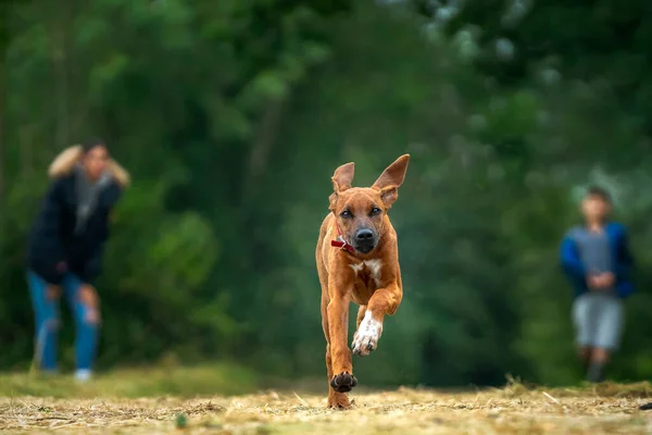 Altı Aylık Rodezya Ridegback Köpeği Sahipleri Belirsiz Bir Şekilde Kameraya — Stok fotoğraf