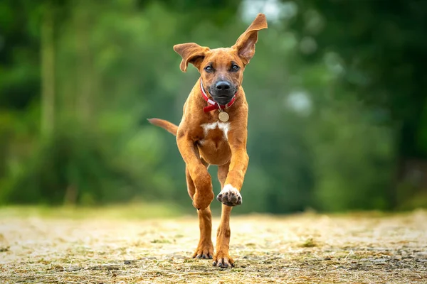 Cachorro Rhodesian Ridegback Seis Meses Edad Corriendo Hacia Cámara Con —  Fotos de Stock