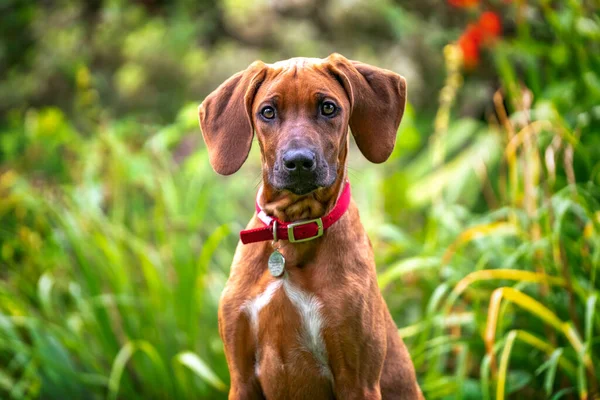 Six Month Old Rhodesian Ridegback Puppy Head Shoulders Looking Directly — Stock Photo, Image