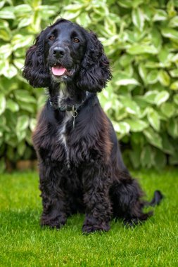 Siyah Çalışan Cocker Spaniel dik oturmuş kameraya bakıyor ve oynamaya hazır..