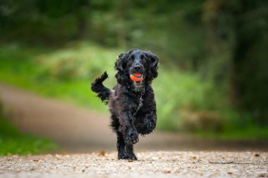 Siyah Çalışan Cocker Spaniel tepeden kameraya doğru koşuyor. Ağzında bir topla. Eğlenceli bir görüntü, havada iki pençe.