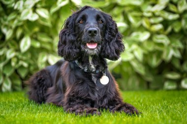 Siyah Çalışan Cocker Spaniel kameraya bakıyor ve oynamaya hazır..