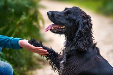 Siyah Çalışan Cocker Spaniel, anlaşılması güç sahibine patisini uzatıyor. Dilini çok mutlu ve aralarında özel bir bağ var.