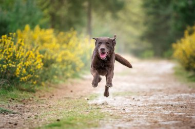 Kahverengi Labrador, tüm pençeleri yerden kesilmiş ve sarı çalılarla neredeyse uçuyor.