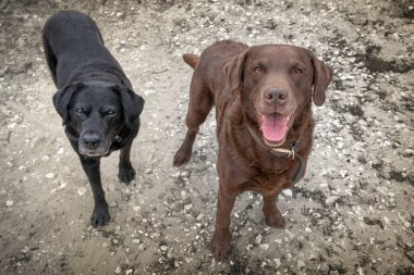 Kara Labrador ve Brown Labrador taşlı bir yolda kameraya bakıyor.