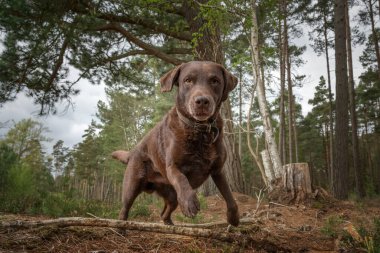 Kahverengi Labrador çikolatası ormanda çok yakından geçiyor.