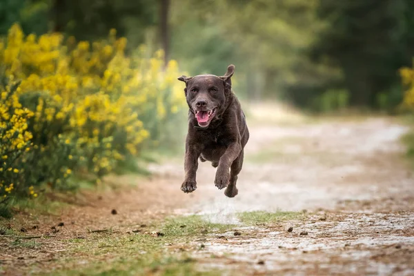 Brown Labrador Running Forest All Paws Ground Yellow Bushes Background — Stock Photo, Image
