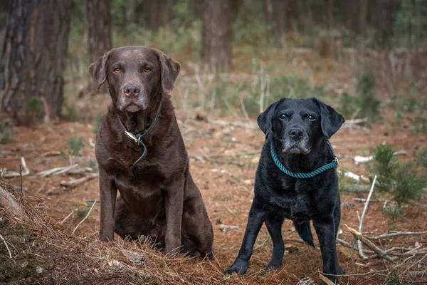 Zwarte Labrador Een Bruine Labrador Zitten Samen Het Bos — Stockfoto