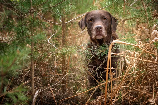 Labrador Brun Caché Dans Une Forêt Entre Les Arbres Noël — Photo