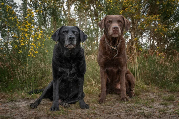 Zwarte Labrador Een Bruine Labrador Zitten Samen Het Bos — Stockfoto