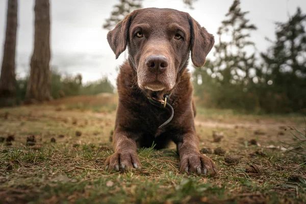 Brauner Labrador Auf Augenhöhe Legt Kopf Und Pfoten Großaufnahme Die — Stockfoto
