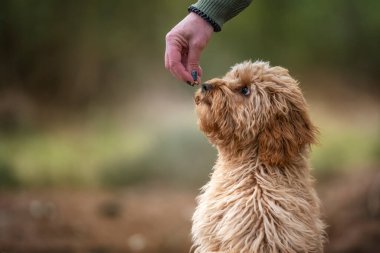 Six month old Cavapoo puppy dog smelling a treat held by her owner clipart