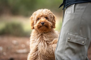 Altı aylık Cavapoo yavru köpeği sahibinin yanında oturuyor.
