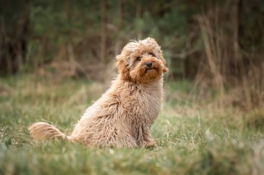 Altı aylık Cavapoo köpek yavrusu ormanda oturuyor. Rüzgâr kürkünü emiyor. Çok tatlı ve sevimli bir yüzü var.