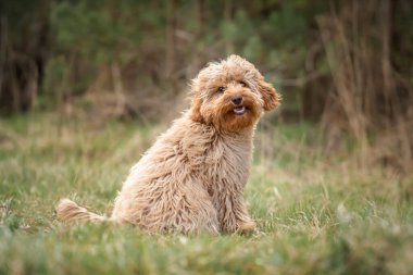 Six month old Cavapoo puppy dog sitting in the forest with the wind blowing her fur and very cute and cuddlyn and smiling as well clipart