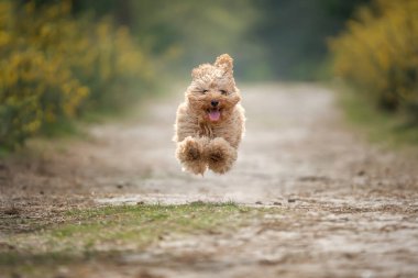 Six month old Cavapoo puppy. This puppy is apricot in colour, and flying high with all paws off the ground. clipart