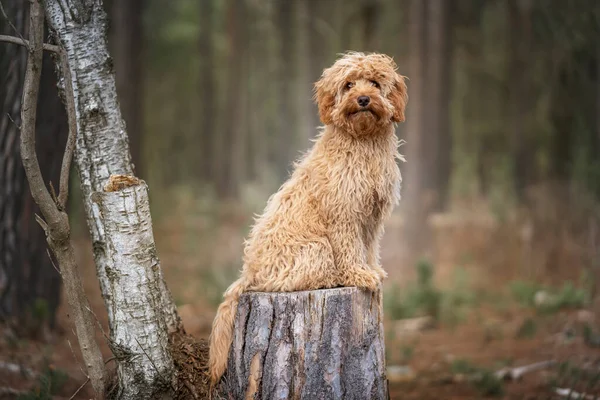 Six month old Cavapoo puppy dog sitting very cute on a tree stump in the forest and a great pose