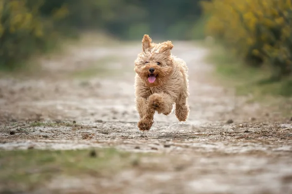 Altı aylık Cavapoo yavrusu. Bu köpek yavrusu kayısı renginde ve tüm patileri havada koşuyor.