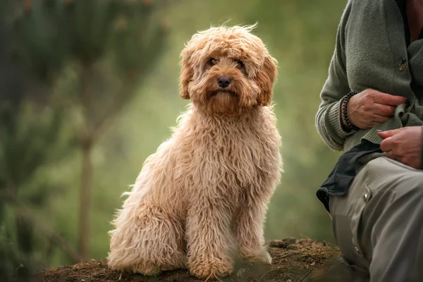 Altı aylık Cavapoo yavrusu. Bu yavru kayısı renginde ve karanlık sahibinin yanında oturuyor..