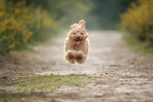 Altı aylık Cavapoo yavrusu. Bu köpek yavrusu kayısı renginde ve tüm pençeleriyle yerden yükseklere uçuyor..