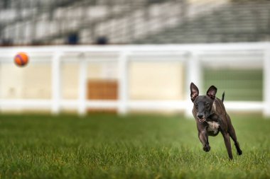 İtalyan Greyhound - kahverengi, hızla bir ornage topunu kovalıyor.