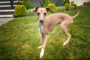 İtalyan Greyhound - renkli geyik yavrusu, doğrudan kameraya bakıyor ve çok tatlı