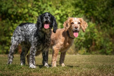 Çalışan Cocker Spaniel Lemon Roan ve Blue Roan sıcak bir günde kameraya bakıp, dillerini dışarı çıkarıyorlar.