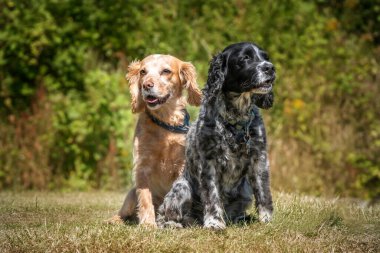 Çalışan Cocker Spaniel Lemon Roan ve Blue Roan oturuyor ve gözlerini kaçırıyorlar.