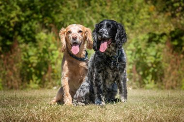 Çalışan Cocker Spaniel Lemon Roan ve Blue Roan oturmuş kameraya bakıyorlardı.