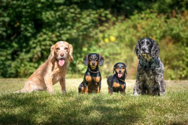 Çalışan Cocker Spaniel Lemon Roan ve Blue Roan ve iki küçük dachshund güneşli bir günde oturup kameraya bakıyorlar.