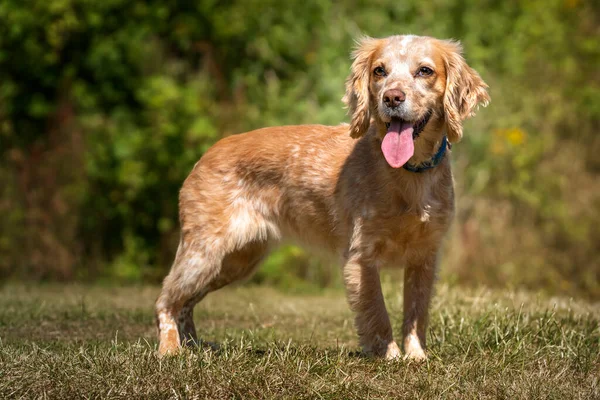 Working Cocker Spaniel Lemon Roan Standing Her Tongue Out Field — Stock Photo, Image