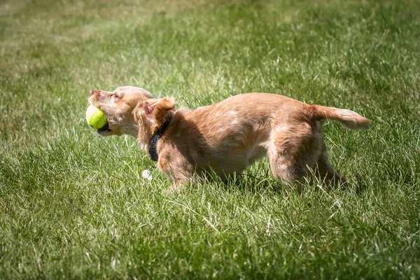 Working Cocker Spaniel Lemon Roan Running Grass Her Ball — Stock Photo, Image