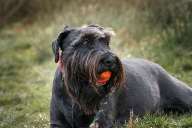 Büyük siyah Schnauzer, kırmızı yakalı oyuncaklarıyla derin düşüncelere dalmış bir tarlada yatıyor.