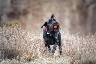 Büyük siyah Schnauzer, kırmızı yakalı, turuncu bir top ve çekici oyuncağıyla koşuyor.