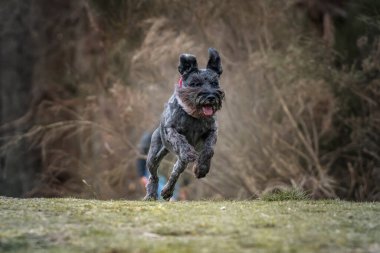 Minyatür Schnauzer, kırmızı yakalı, ormanda koşuyor.