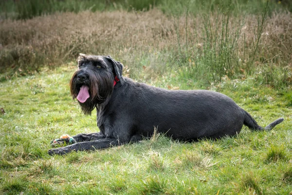 Stock image Large Black Schnauzer with a red collar laying down woith her toys in a field near the forest