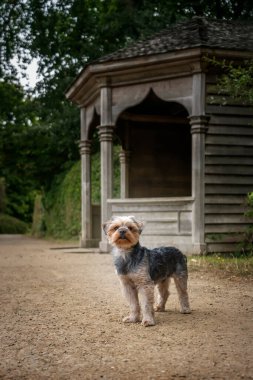 Yorkshire Teriyeri bir barınak tarafından portre biçiminde kameraya bakıyor.