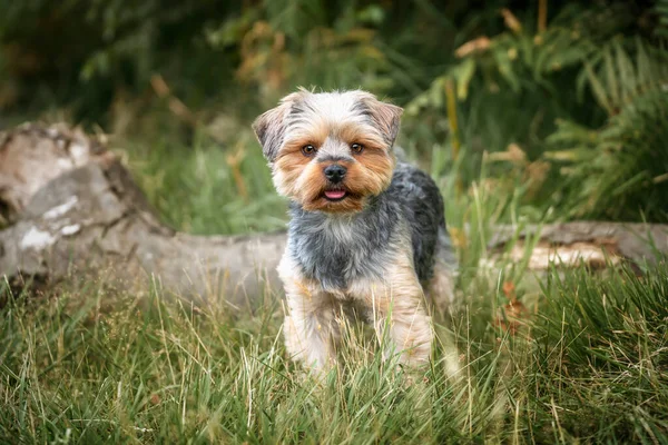 Yorkshire Terrier Áll Erdőben Egyenesen Kamerába Néz — Stock Fotó