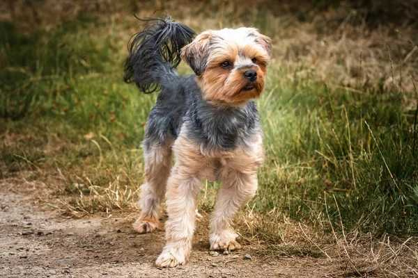 Yorkshire Terrier Andando Com Cauda Para Cima Olhando Pouco Longe — Fotografia de Stock