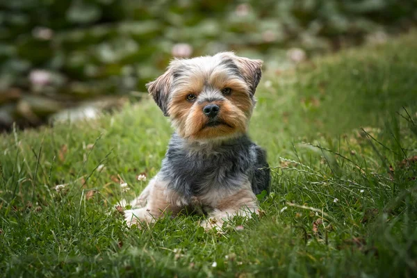 Yorkshire Terrier Laying Looking Camera Lily Pond Field — Stock Photo, Image