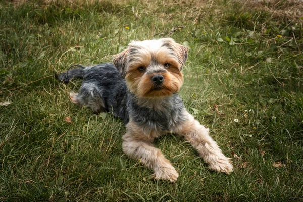 Yorkshire Terrier Him Laying Looking Him — Stock Photo, Image