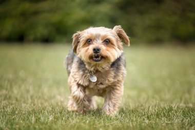 Yorkshire Teriyeri tarlada kameraya doğru yürüyor
