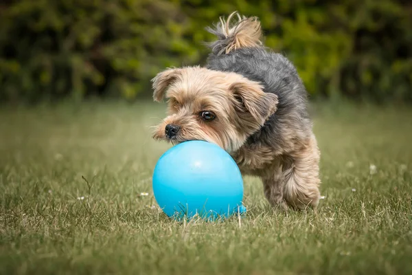 Yorkshire Terrier Liebt Luftballons Und Spielt Mit Einem Blauen — Stockfoto