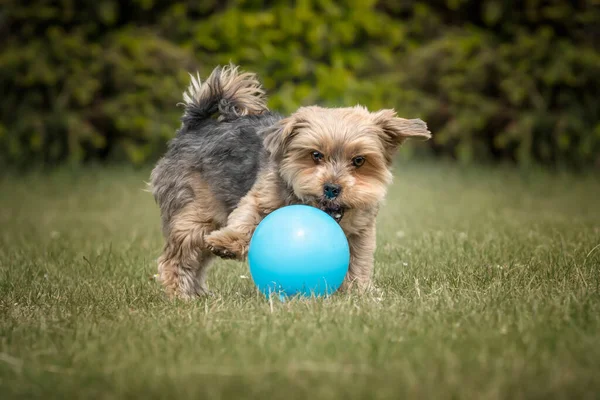 Yorkshire Terrier Szereti Lufikat Egy Kékkel Játszik — Stock Fotó