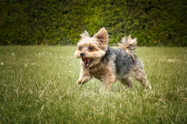 Yorkshire Terrier Auf Der Flucht Mit Der Zunge Auf Einem — Stockfoto