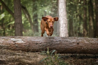 Sprizsla - açık geyik rengi Vizsla ormanda devrilmiş bir ağacın üzerinden atlıyor