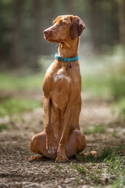 Sprizsla - hafif geyik rengi Vizsla bir pençesi havada bir mirket gibi dik oturuyor.