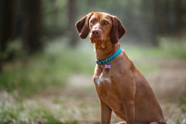 Sprizsla - açık renkli geyik balığı Vizsla dik oturmuş ormandaki kameranın arkasına bakıyor.