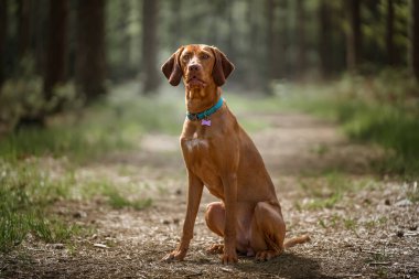 Sprizsla - açık renkli geyik balığı Vizsla dik oturmuş ormandaki kameranın arkasına bakıyor.