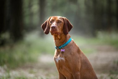 Sprizsla - açık renkli geyik balığı Vizsla dik oturmuş ormandaki kameranın arkasına bakıyor.